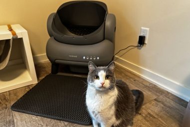 7 Best Automatic Litter Boxes for Multiple Cats in 2025: Top Self-Cleaning Picks