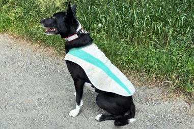 7 Best Cooling Vests for Dogs in Summer in 2025: Ultimate Heat Relief Solutions
