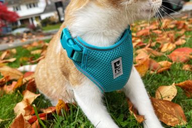 7 Best Escape-Proof Cat Harnesses in 2025: Secure and Stylish Options for Walking