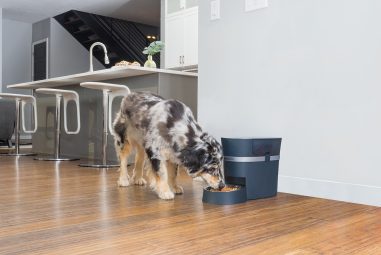 7 Best Gravity Feeders for Small Pets in 2025: Top Automatic Food Dispensers
