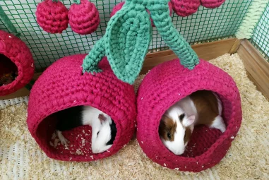 7 Best Guinea Pig Beds for Two Pigs in 2025: Cozy Hideouts and Accessories