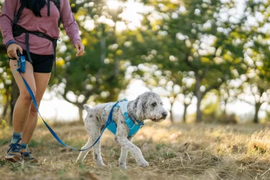 7 Best Harnesses for Small Breed Dogs in 2025: Top Picks for Comfort and Safety