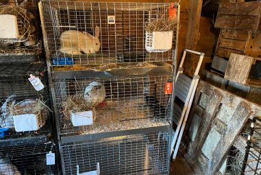 7 Best Indoor Rabbit Cages for Comfort in 2025: Top Picks for Happy Bunnies