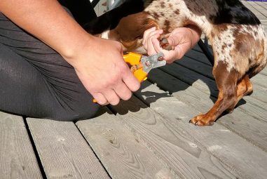 7 Best Nail Clippers for Small Dogs in 2025: Top Picks for Safe Grooming