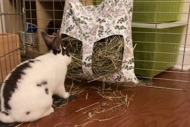 7 Best Rabbit Hay Feeders Mess Free in 2025: Keep Cages Clean and Tidy