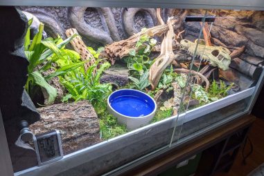 6 Best Reptile Tank Cleaning Tools in 2025: Essential Gear for Pristine Terrariums