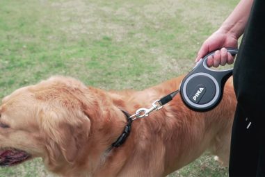 7 Best Retractable Leashes for Large Dogs in 2025: Strong, Tangle-Free Options