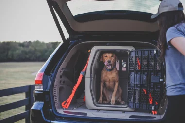 7 Best Soft Crates for Car Travel in 2025: Top Picks for Pet Comfort