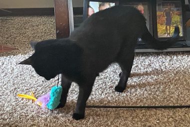 7 Best Teaser Wands for Cats in 2025: Top Interactive Toys for Indoor Fun