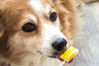 7 Best Toothbrushes for Dogs With Bad Breath in 2025: Top Picks for Fresh Smiles