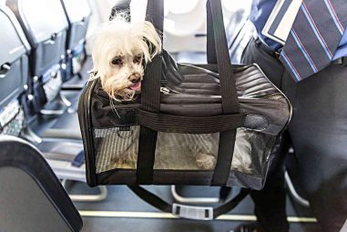 7 Best Travel Carriers for Small Dogs in 2025: Top Comfortable and Safe Picks