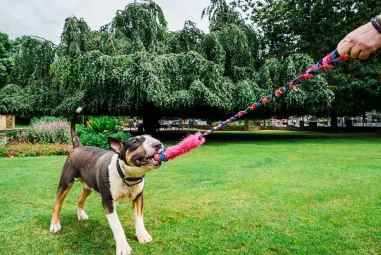 7 Best Tug Toys for Strong Dogs in 2025: Durable Options for Aggressive Chewers