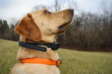 7 Best Training Collars for Puppies in 2025: Top Picks for Effective Results