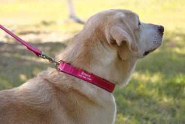 7 Best Personalized Dog Collars for Style and Safety in Every Size in 2025